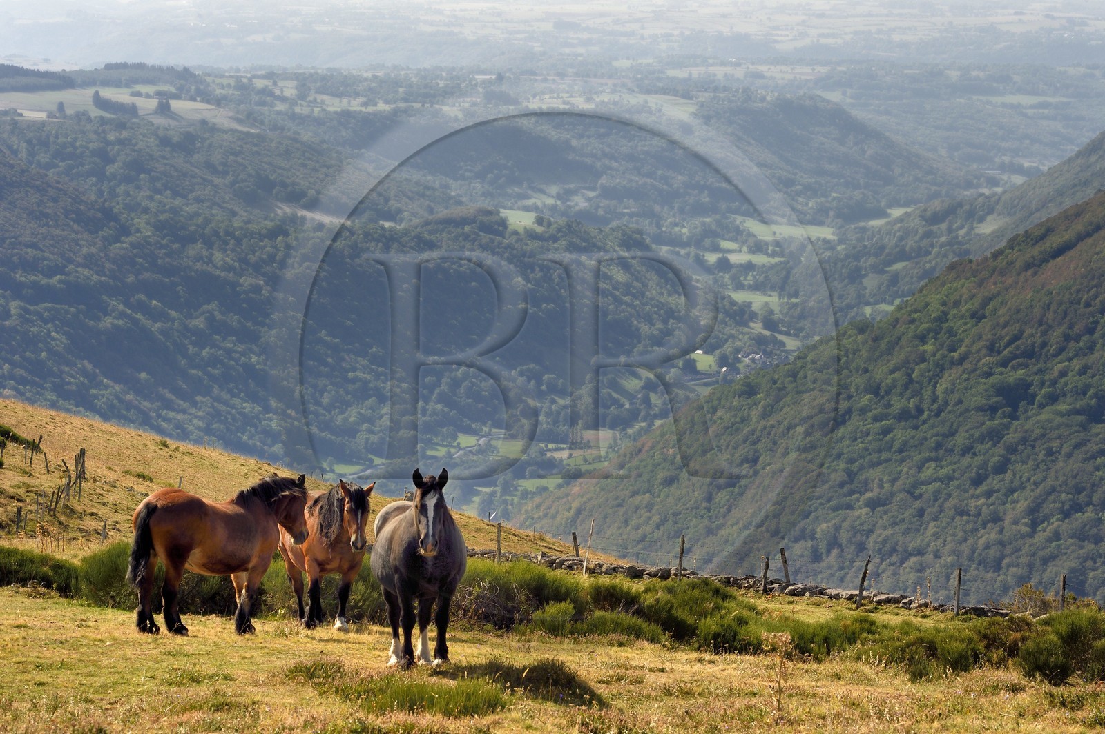 France, Cantal (15), Parc Naturel Régional des Volcans d’Auvergne, la vallée et le village de Brezons vus depuis les estives en altitude, chevaux au premier plan