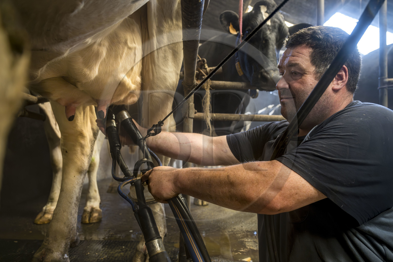 France, Finistère (29), Pays des Abers, Lannilis, ferme de Keruzal Vihan en bordure de l'Aber Benoit, Christophe Monot éleveur de vache laitières prim’holstein et traite du soir