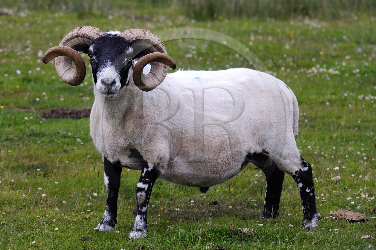 Royaume-Uni, Ecosse, Highland, Hébrides intérieures, Ile de Mull, bélier