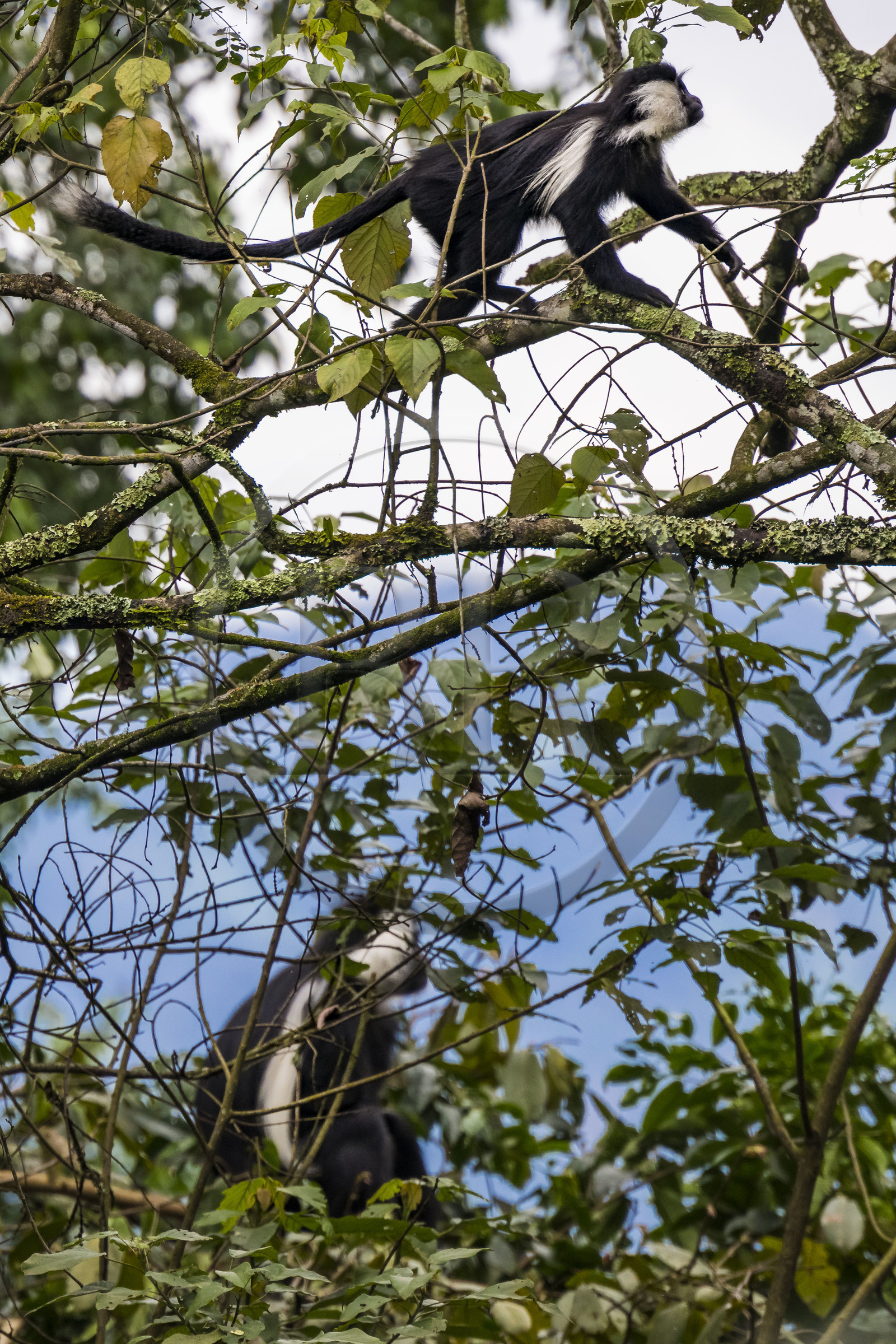 Rwanda, Province de l’Ouest, Gisakura, Parc national de Nyungwe, Colobes de Ruwenzori (Colobus angolensis ruwenzorii) pendant un safari à pied dans la forêt tropicale humide naturelle