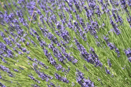 France, Vaucluse (84), Parc Naturel Regional du Luberon, champ de lavande