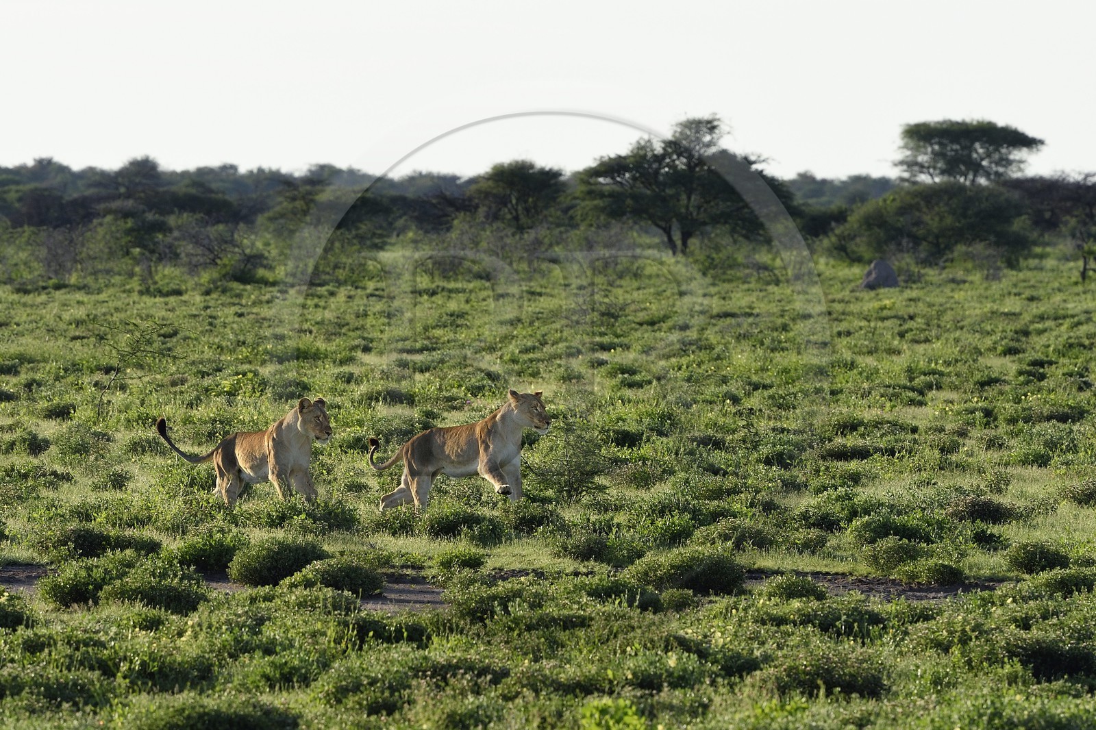 Namibie, région de Oshikoto, Parc National d'Etosha, deux lionnes (Panthera leo) en chasse