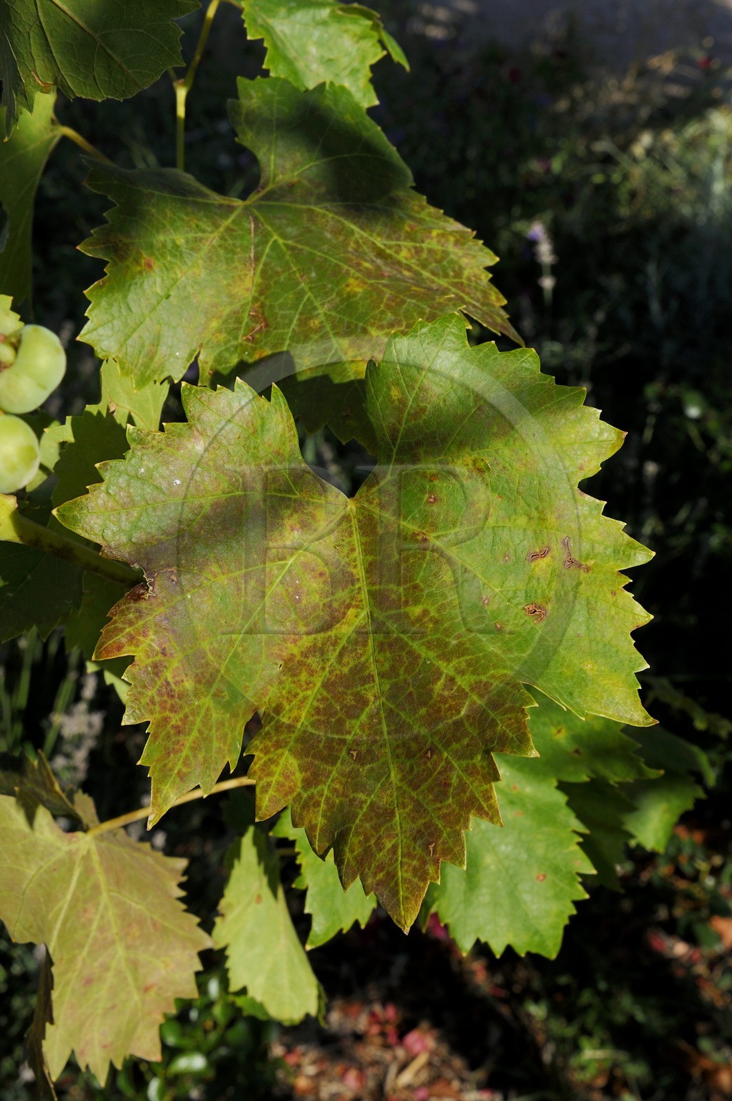 France, Var, Provence Verte (Green Provence), Bras village next to Saint Maximin, Le Peyrourier Bed & Breakfast, une campagne en Provence, vine leaf