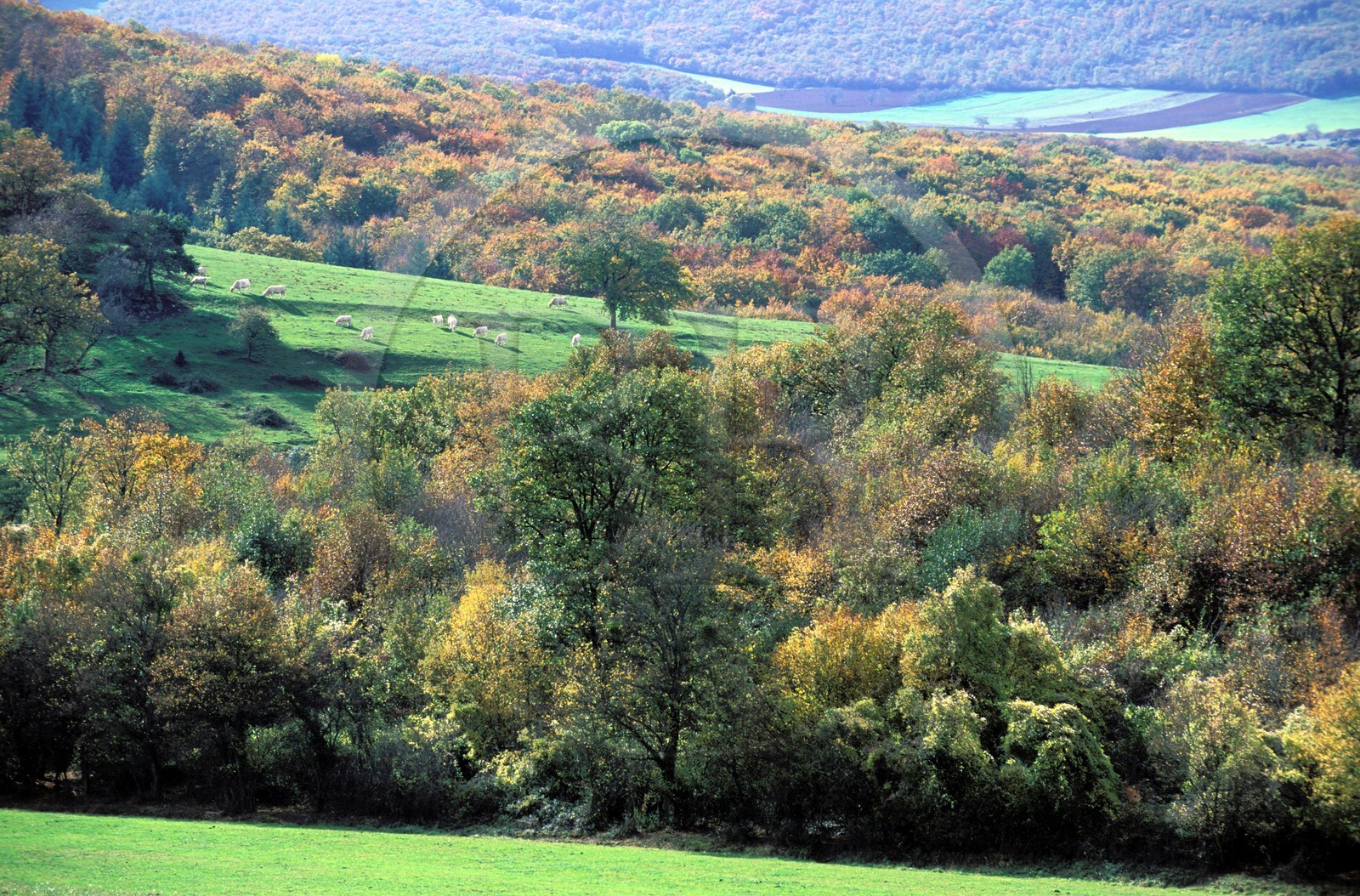 France, Saône-et-Loire (71), paysage du Mâconnais