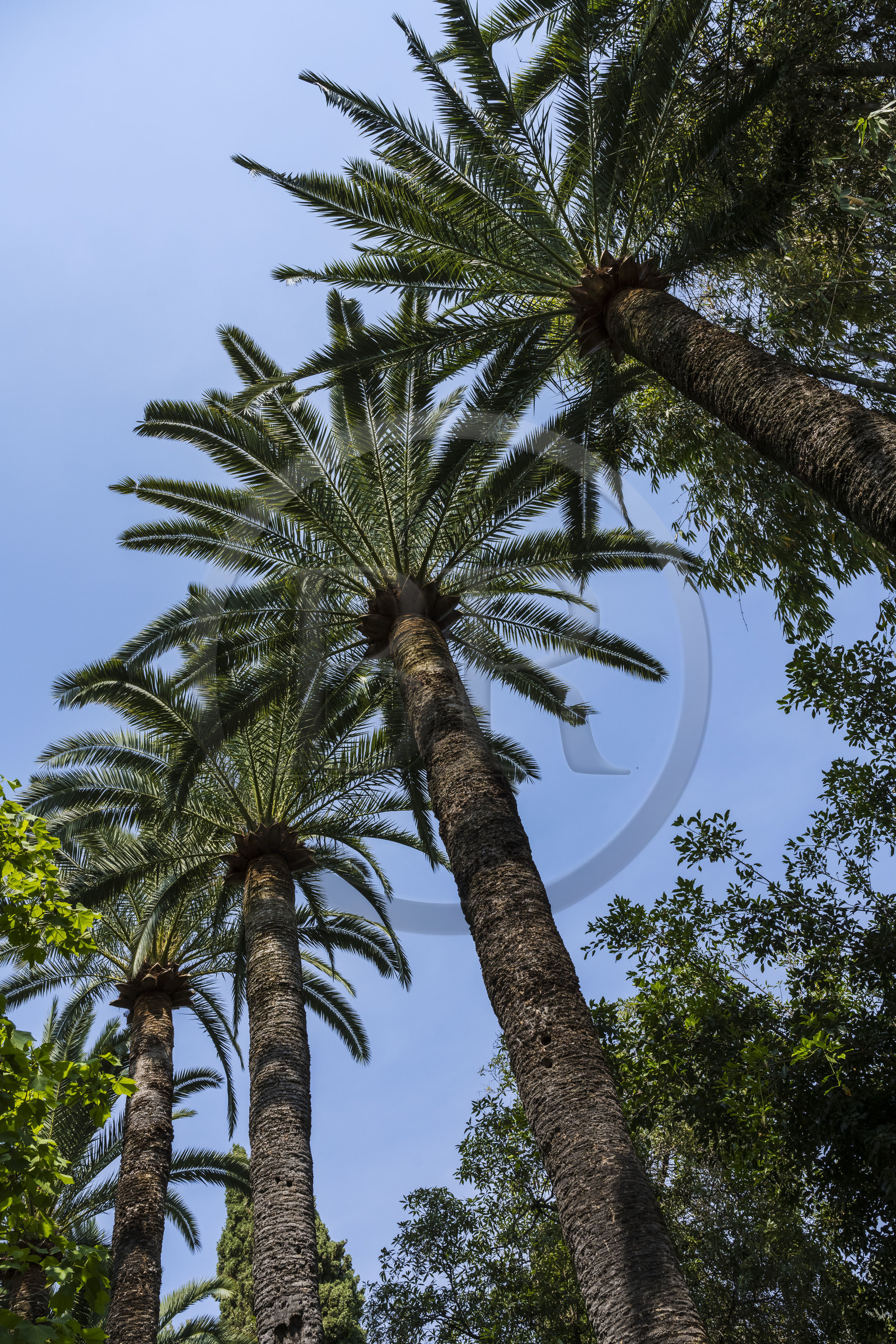 France, Alpes-Maritimes (06), Menton, Jardin botanique exotique du Val Rahmeh, palmiers