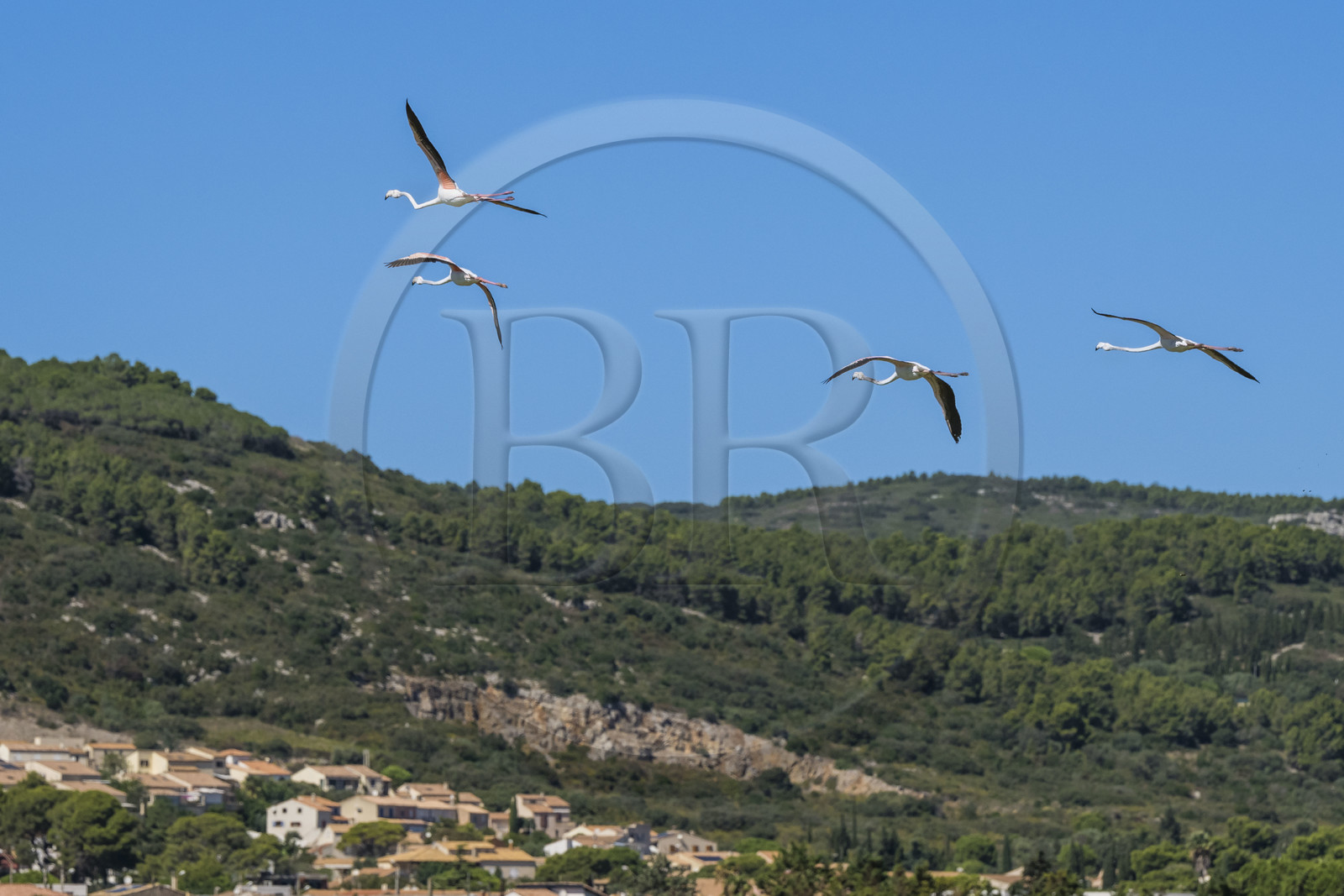 France, Hérault (34), Frontignan, vol de flamants roses (Phoenicopterus roseus) dans l'étang d'Ingril dans l'ancienne salinière