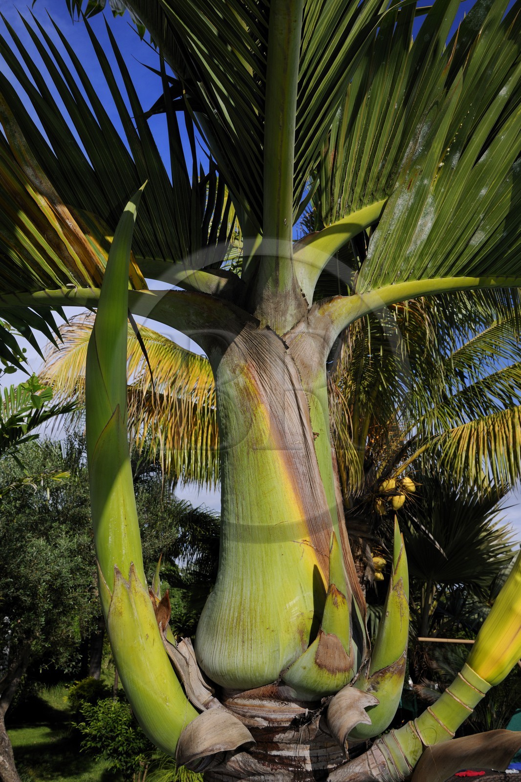 France, île de la Réunion, palmier