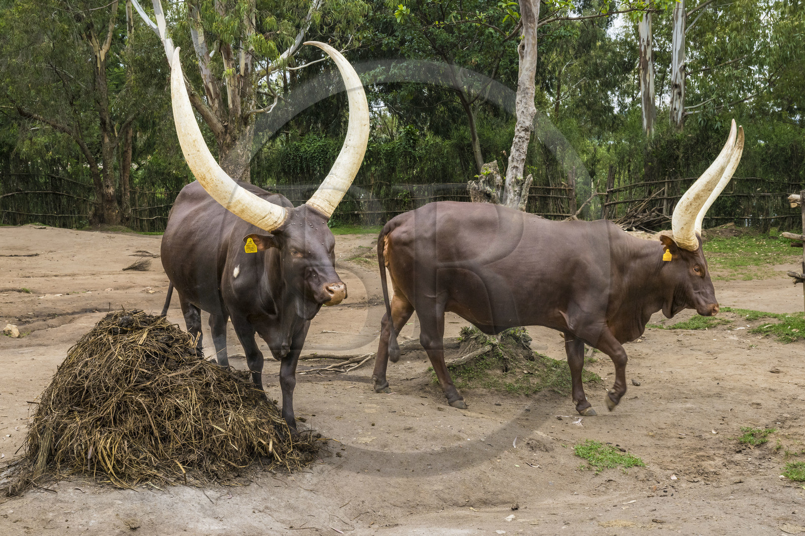 Rwanda, Province du Sud, Nyanza, musée du Palais royal Rukari, vaches royales à longues cornes appellée Inyambo ou watusi