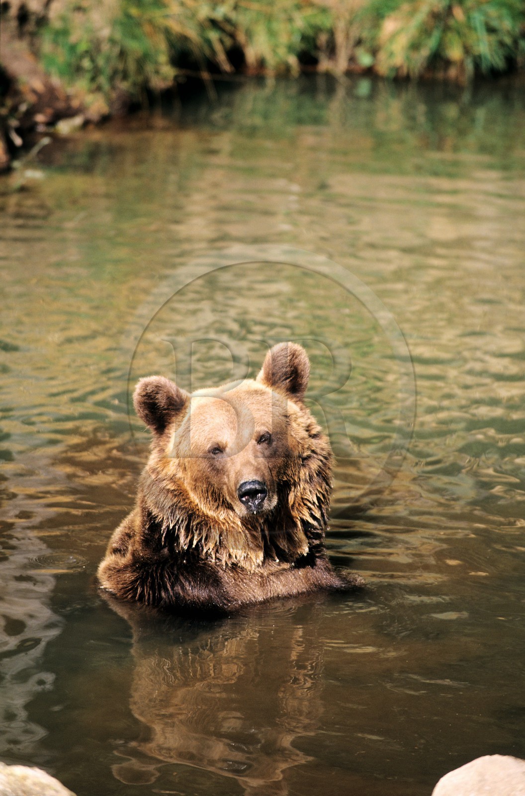 France, Pyrénées-Orientales (66), ours brun des Pyrénées au parc animalier des Angles dans la Capcir
