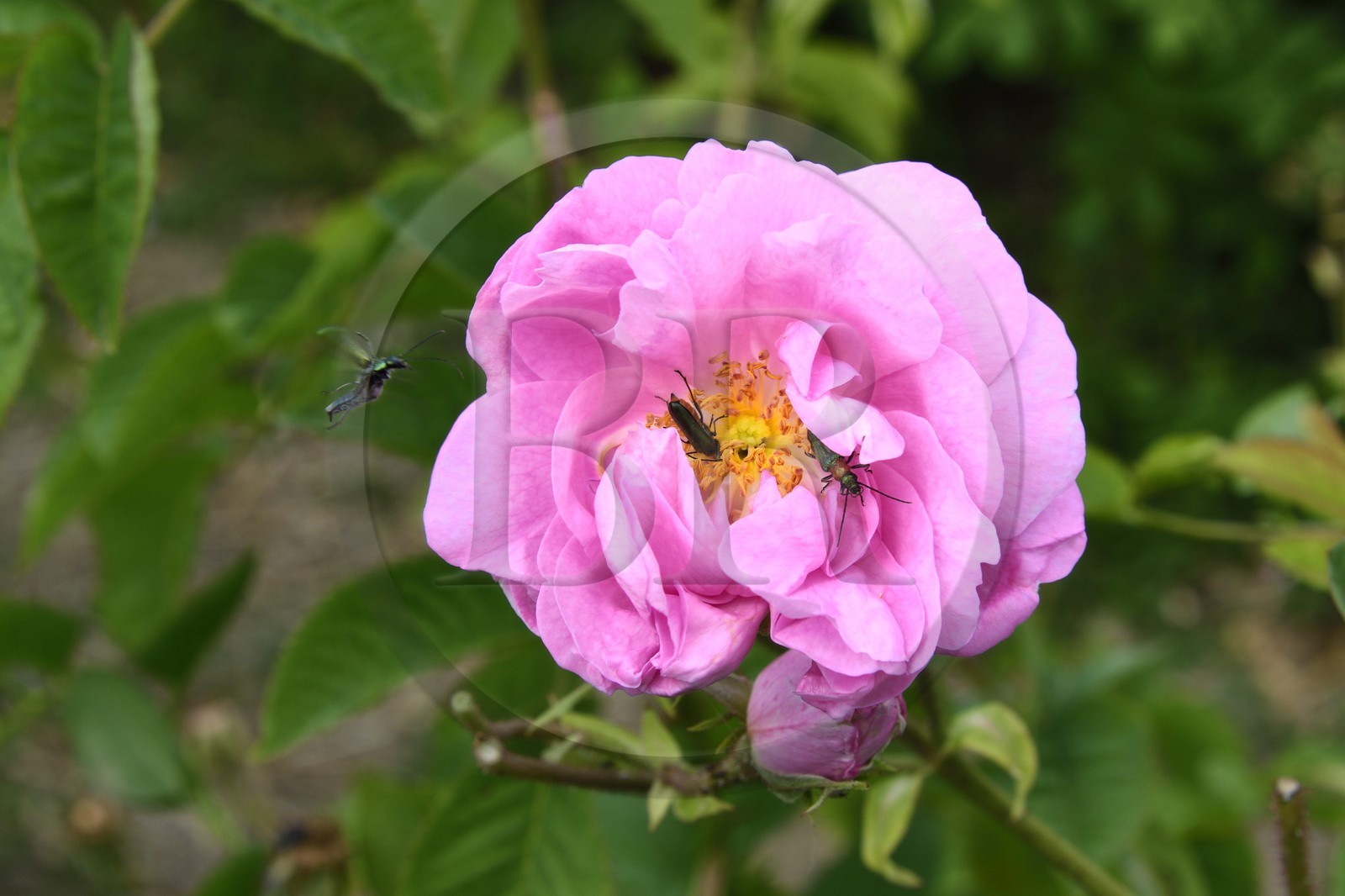 France, Alpes-Maritimes (06), Mouans-Sartoux non loin de Grasse, Jardins du Musée International de la Parfumerie, rose Centifolia