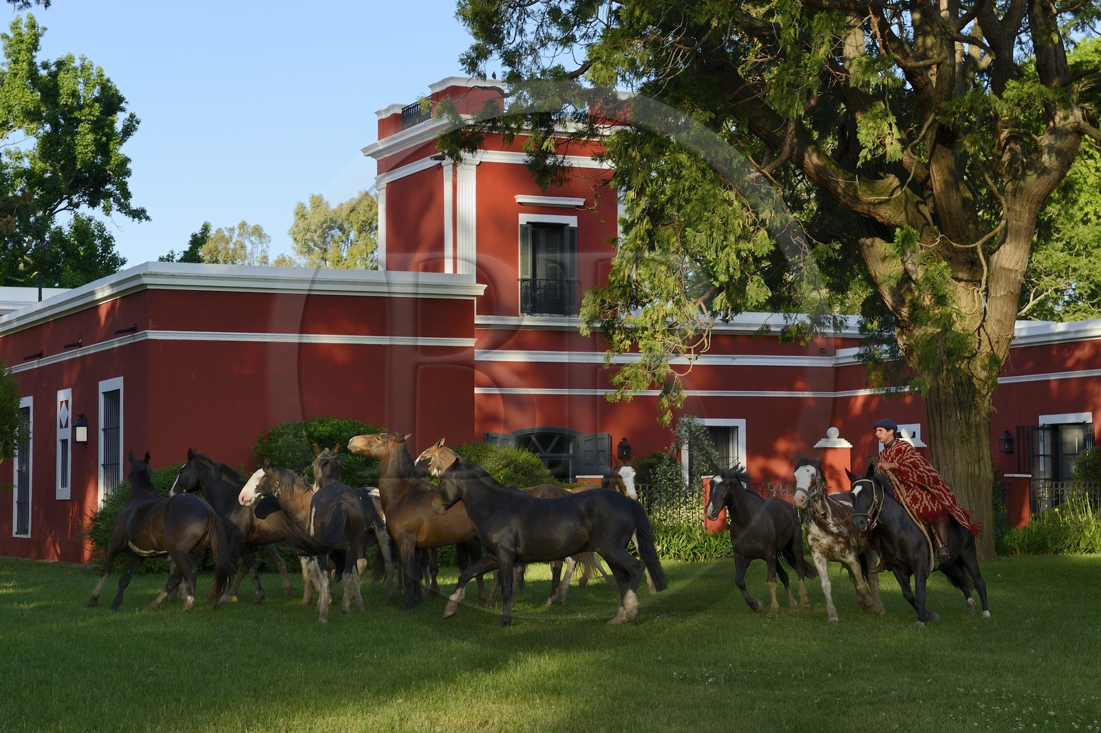 Argentine, province de Buenos Aires, San Antonio de Areco, gaucho et son troupeau de chevaux devant l'estancia La Bamba de Areco