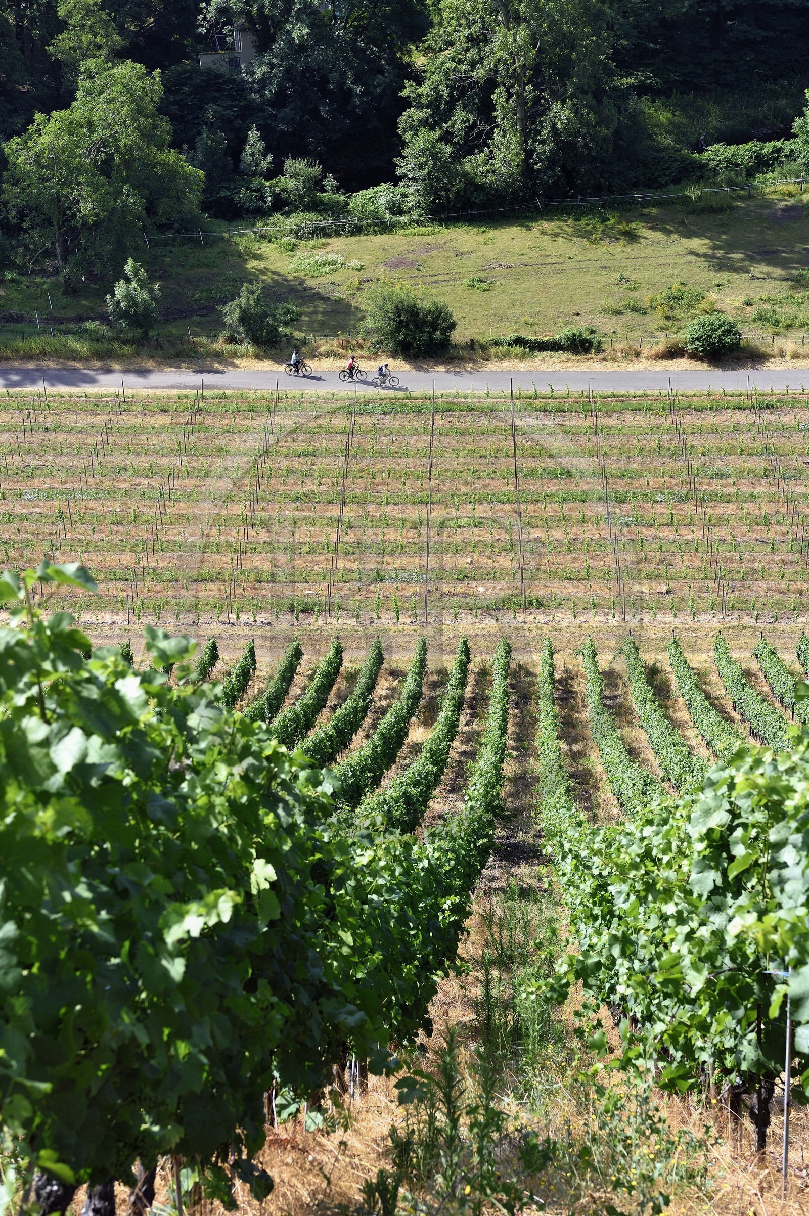 France, Haut-Rhin (68), Route des vins d'Alsace, Thann, vignoble Grand Cru de Rangen