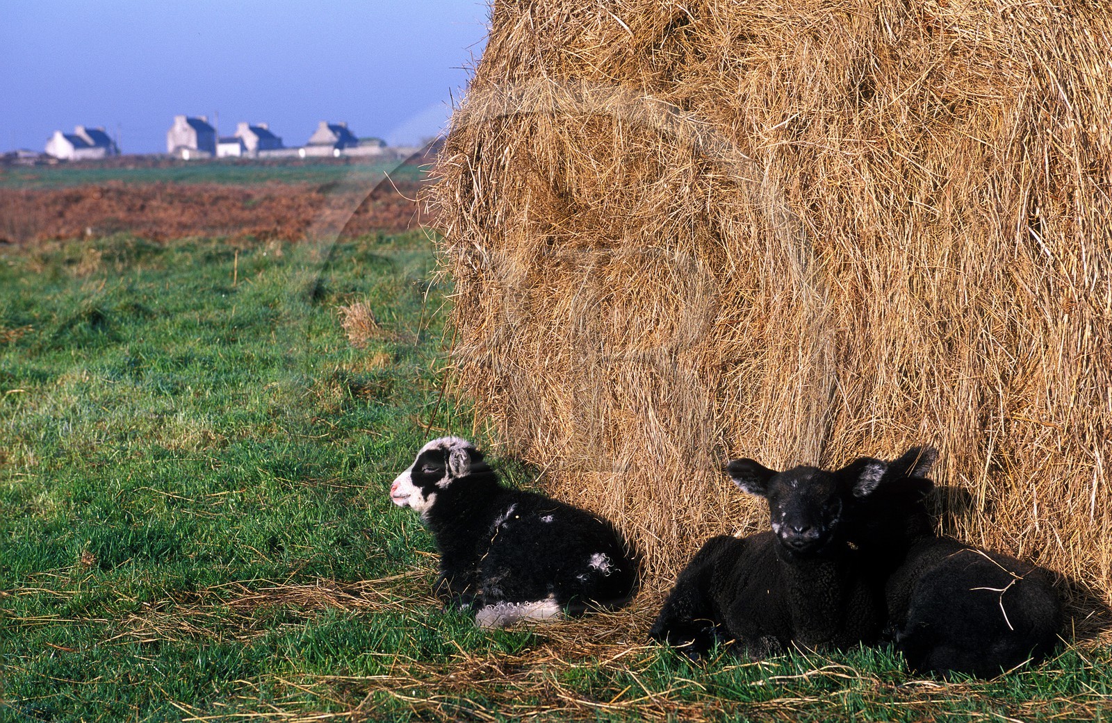France, Finistere, Ouessant island, young sheep near Keranchas