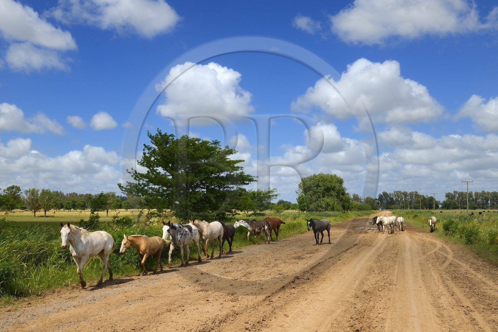 Argentina, Buenos Aires Province, herd of horses on a trail near San Antonio de Areco