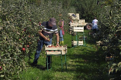 France, Seine-Maritime (76), Pays de Caux, Parc naturel régional des Boucles de la Seine normande, Jumièges, pommiers de la Route des fruits dans les vergers en bordure de Seine, récolte des pommes au lieu dit Le Conihaut