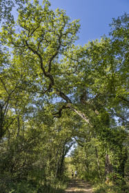 France, Var (83), Provence Verte, Bras, Académie du Bain de Forêt Provençale, forêt du domaine Le Peyrourier - une campagne en Provence