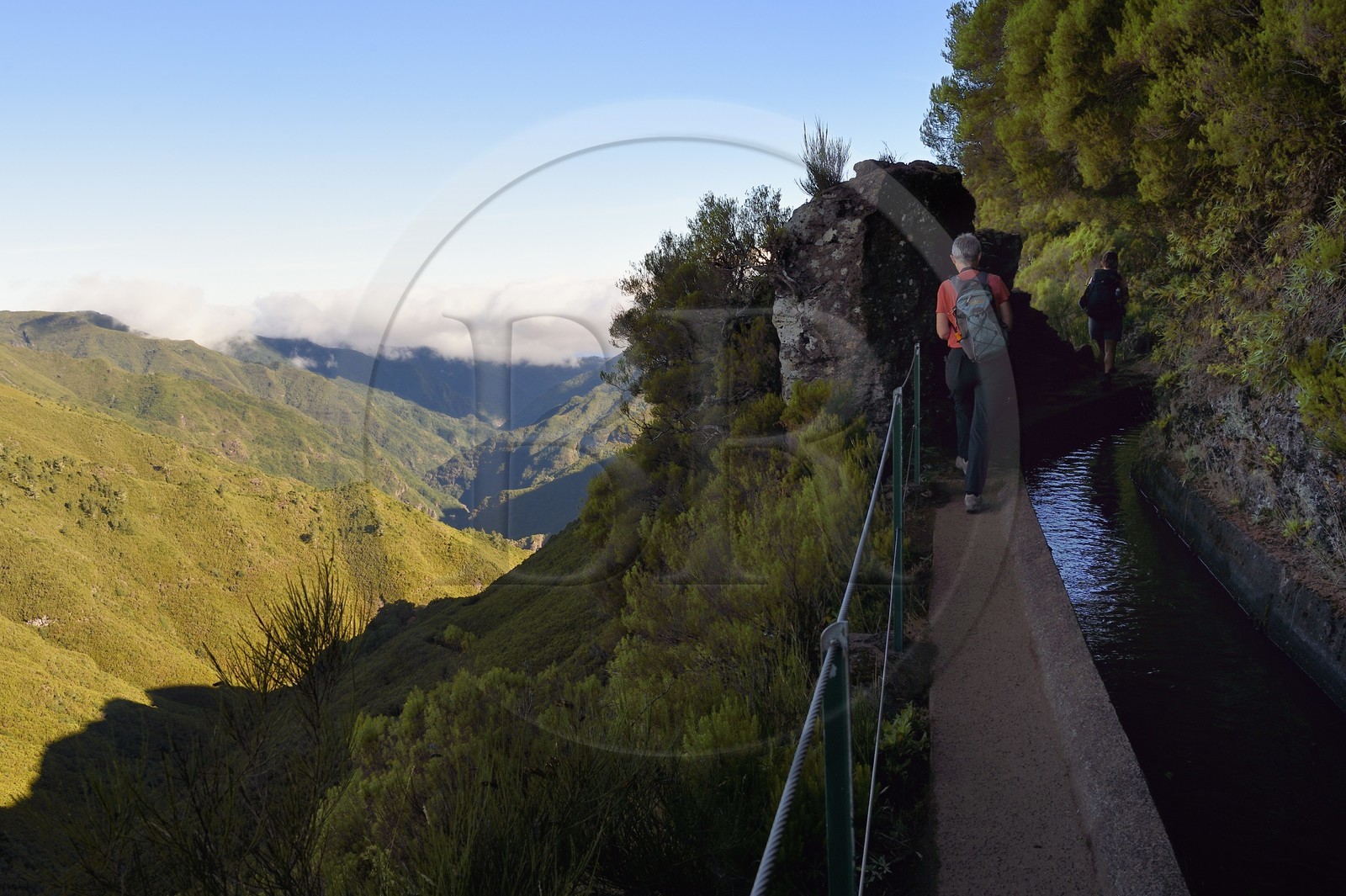 Portugal, Madeira Island, hike by the levada do Alecrim in the forest of Rabaçal, the laurisilva, the only vestige of the primary forest that covered southern Europe millions of years ago, below the wild valley of 18 km Ribeira da Janela which descends towards the sea