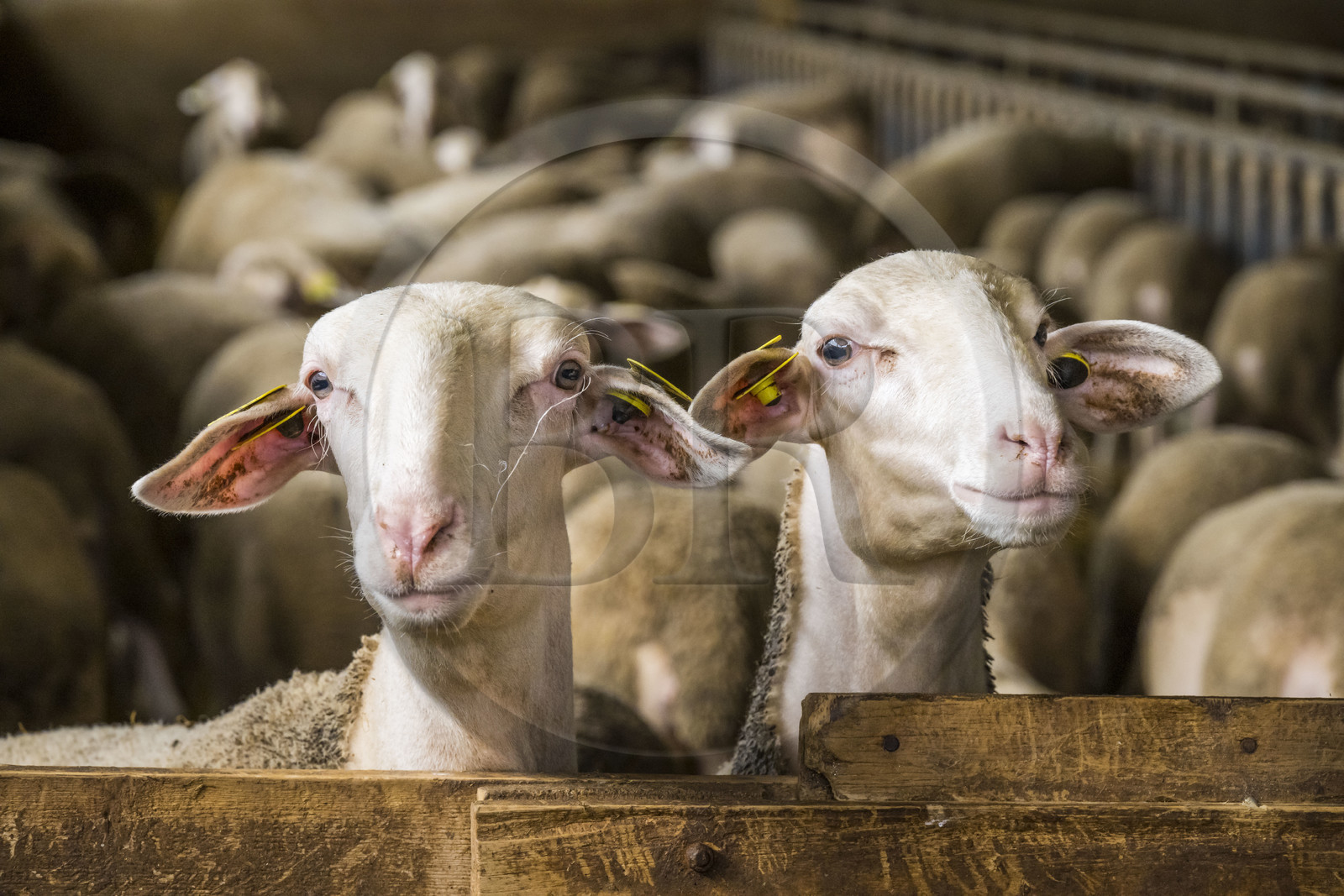 France, Aveyron (12), parc naturel régional des Grands-Causses, Versols-et-Lapeyre, ferme d'Hermilix, brebis Lacaune dont le lait sert pour l'élaboration du roquefort AOP