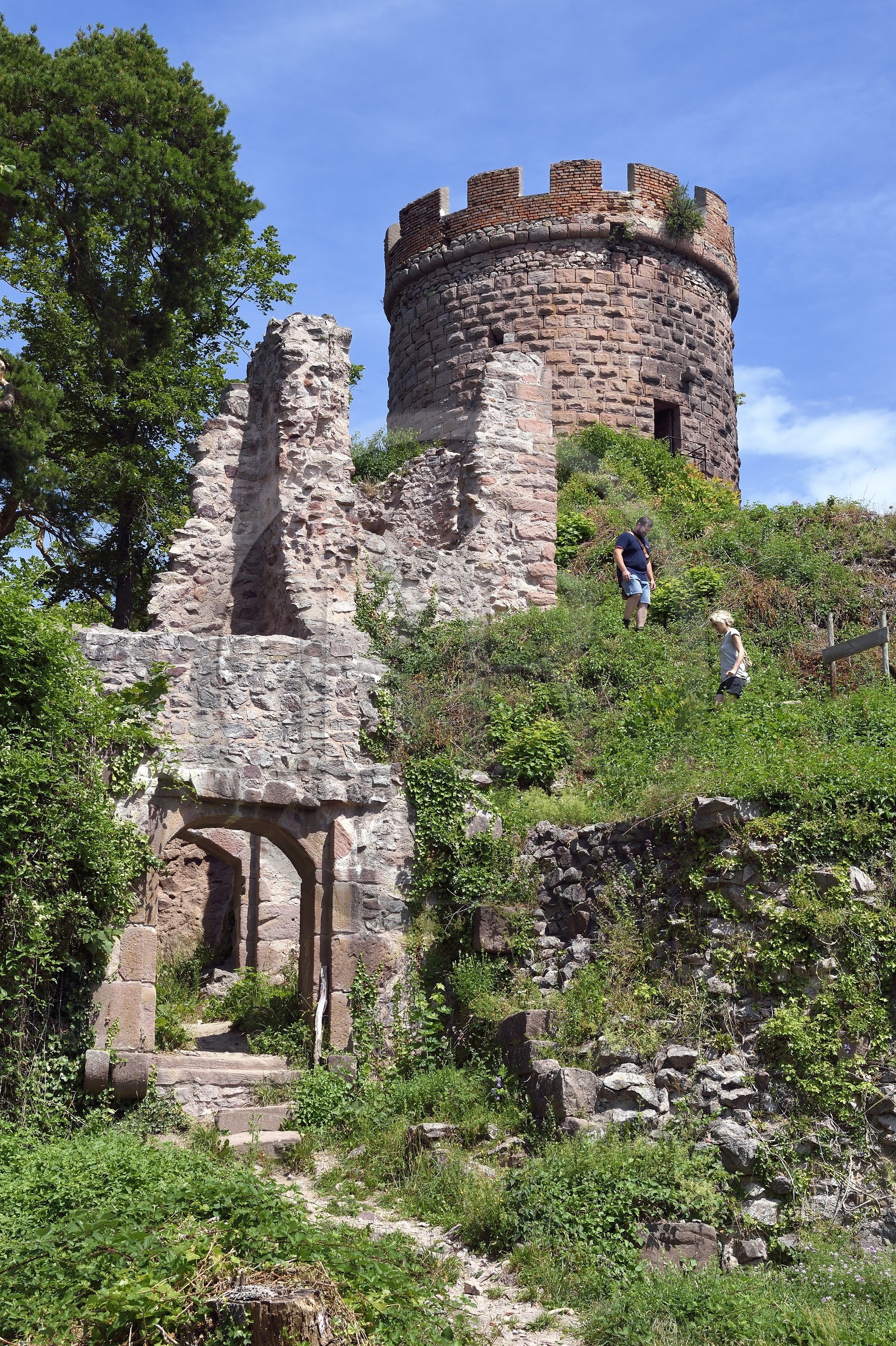 France, Haut-Rhin (68), Route des vins d'Alsace, Ribeauvillé, chateau du Haut-Ribeaupierre (ou Altenkastel)