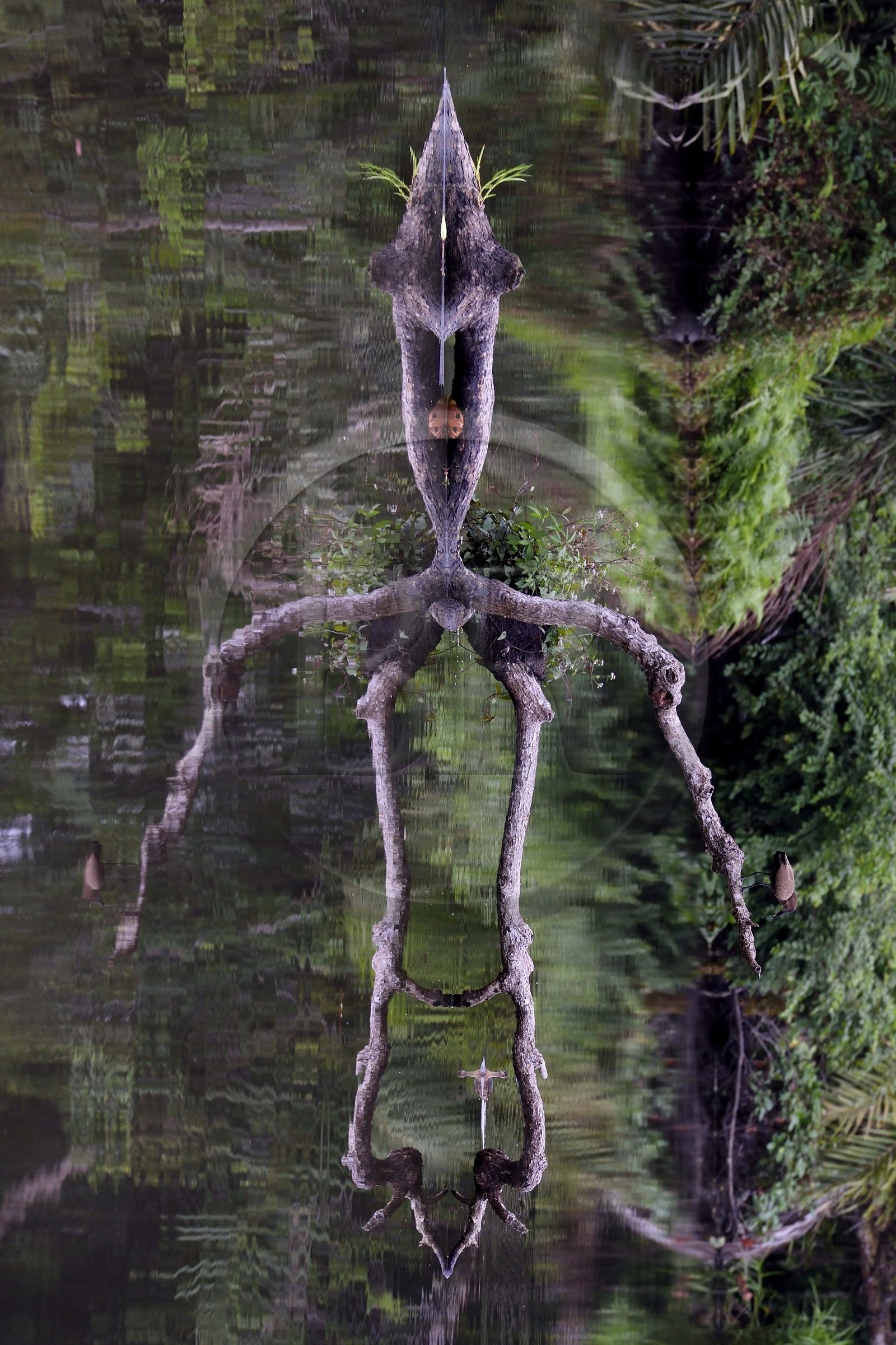 Gabon, Ogooue-Maritime Province, Loango National Park, Akaka site in the Fernan Vaz (Nkomi) Lagoon, the spirit of the Forest