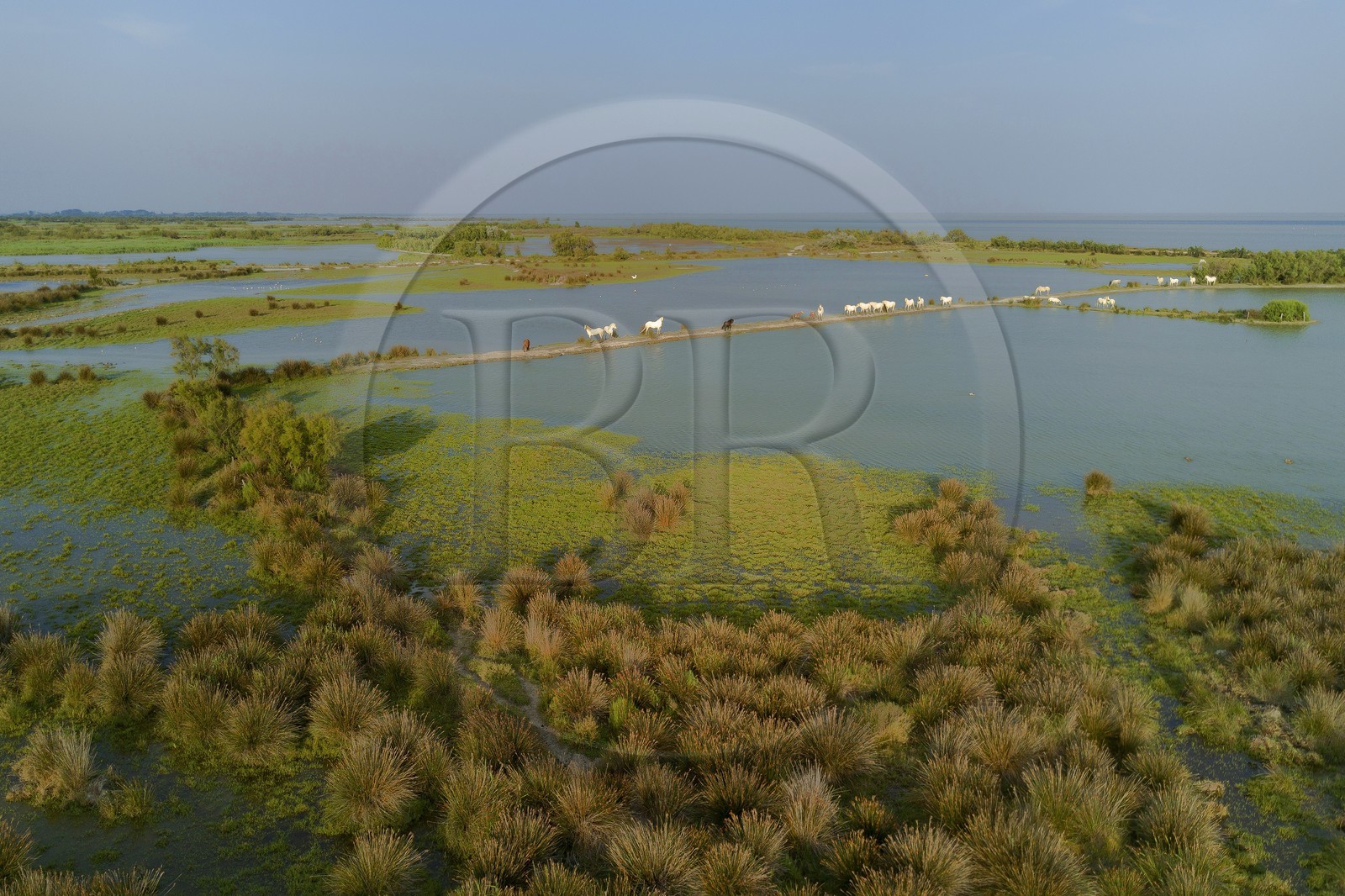 France, Bouches-du-Rhône (13), Parc naturel régional de Camargue, étang de Vaccares, cheval de Camargue (vue aérienne)