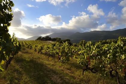 France, Corse-du-Sud (2A), région de Sartène, domaine viticole Fiumicicoli