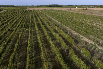France, Charente-Maritime (17), Ile d'Oléron, Saint-Pierre-d'Oléron, hameau de La Coindrie, le vigneron Eric Mage dans son vignoble (vue aérienne)