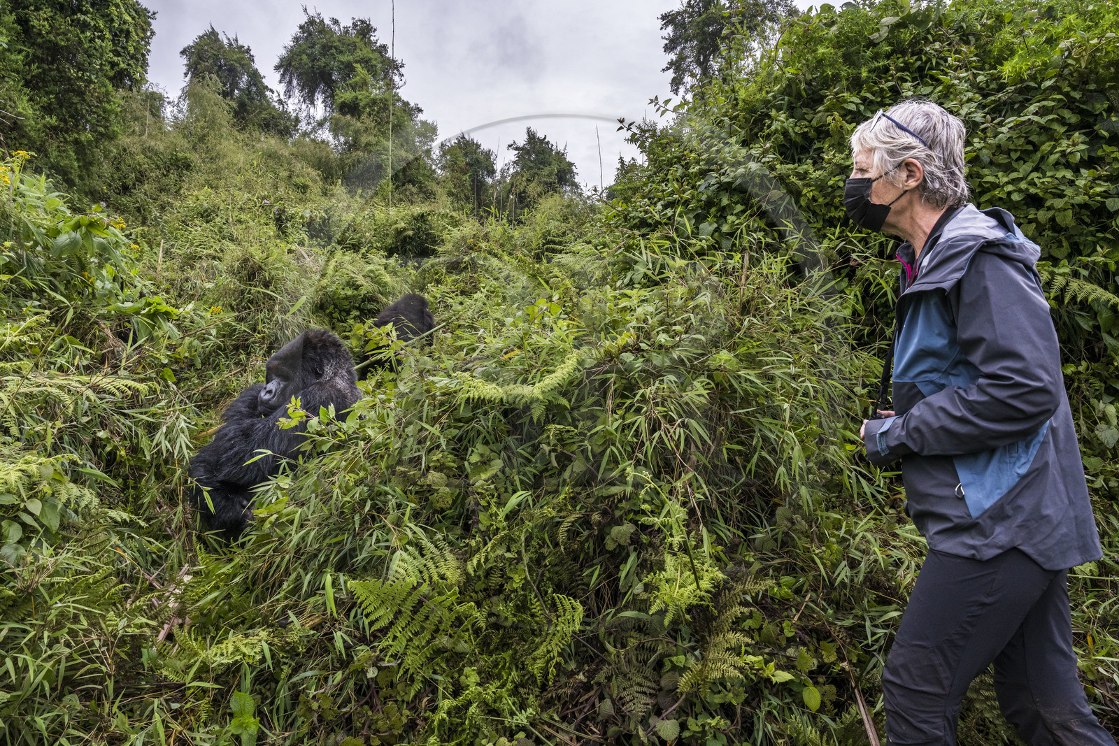 Rwanda, Province du Nord, Parc National des Volcans dans la chaine des Monts Virunga, mont Karisimbi, touriste observant des gorilles des montagnes  (Gorilla beringei beringei), dos argenté (silverback) nommé Impuzamahanga qui est le male dominant