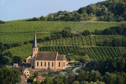 France, Bas-Rhin (67), Route des Vins d'Alsace, Andlau, la chapelle Saint-André et le vignoble