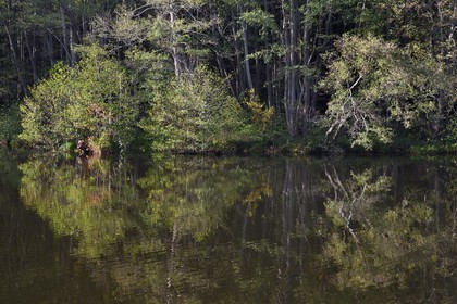 France, Bas-Rhin, Parc regional des Vosges du nord (Northern Vosges Regional Natural Park), La Petite Pierre, pond of Imstahl