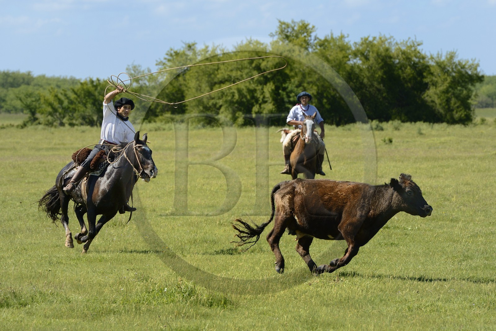 Argentine, province de Buenos Aires, San Antonio de Areco, estancia La Bamba de Areco, gauchos au travail pourchassant une vache au lasso