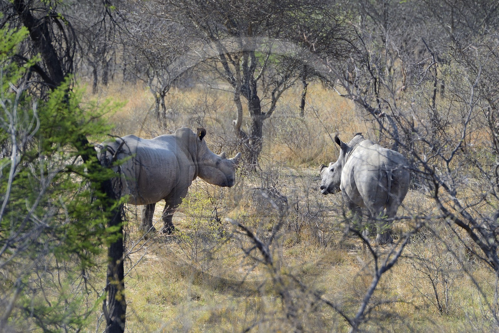 Zimbabwe, province de Matabeleland méridional, Matobo ou Matopos Hills National Park, classé Patrimoine Mondial de l'UNESCO, rhinocéros blanc (Ceratotherium simum), jeune adulte d'environ 7 ans