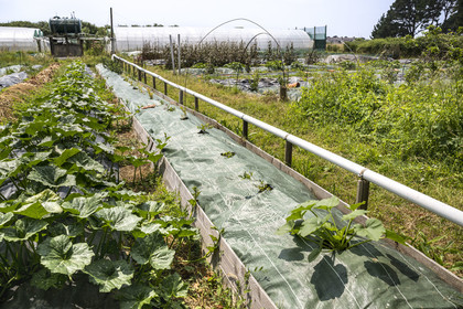 France, Morbihan (56), Ile de Groix, Kerdurand, les Jardins de Kerdu, grand jardin maraîcher bio de Erwan et Gael Leclercq
