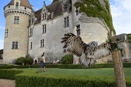 France, Dordogne (24), Périgord Noir, vallée de la Dordogne, Castelnaud-la-Chapelle, château des Milandes, ancienne demeure de Joséphine Baker, spectacle de rapaces, chouette lapone (Strix nebulosa)