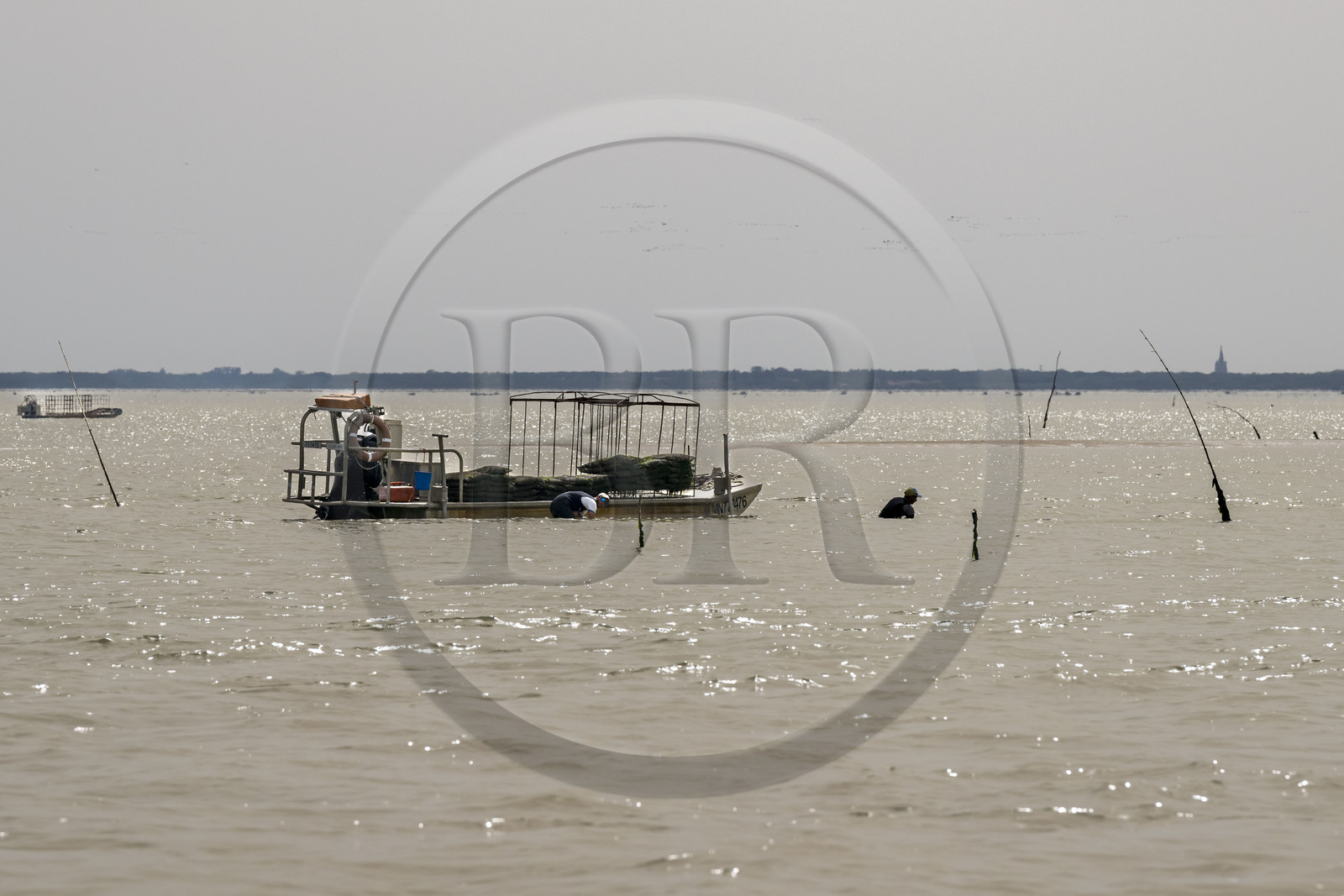 France, Charente Maritime, Oleron island, Dolus d’Oléron, maintenance of oyster beds in the Marennes-Oléron basin in the Pertuis d'Antioche at low tide