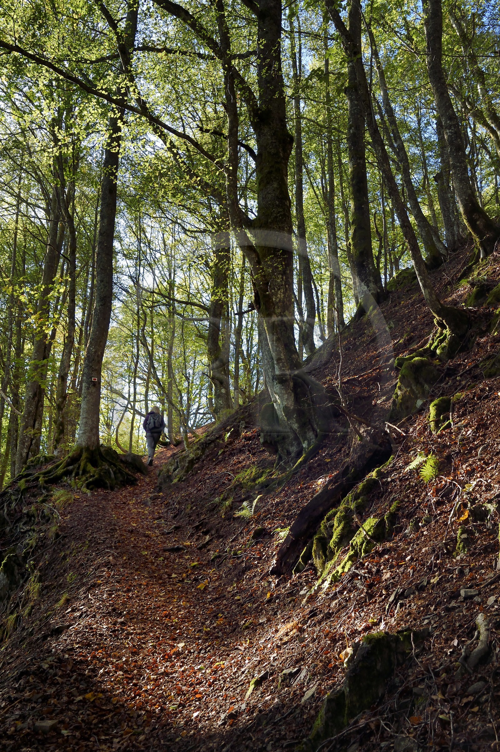 France, Haut-Rhin (68), Parc naturel régional des ballons des Vosges, Rimbach-près-Masevaux, randonneur marchant sur le GR5 au dessus du Lac des Perches non loin de Gazon Rouge dans les Vosges
