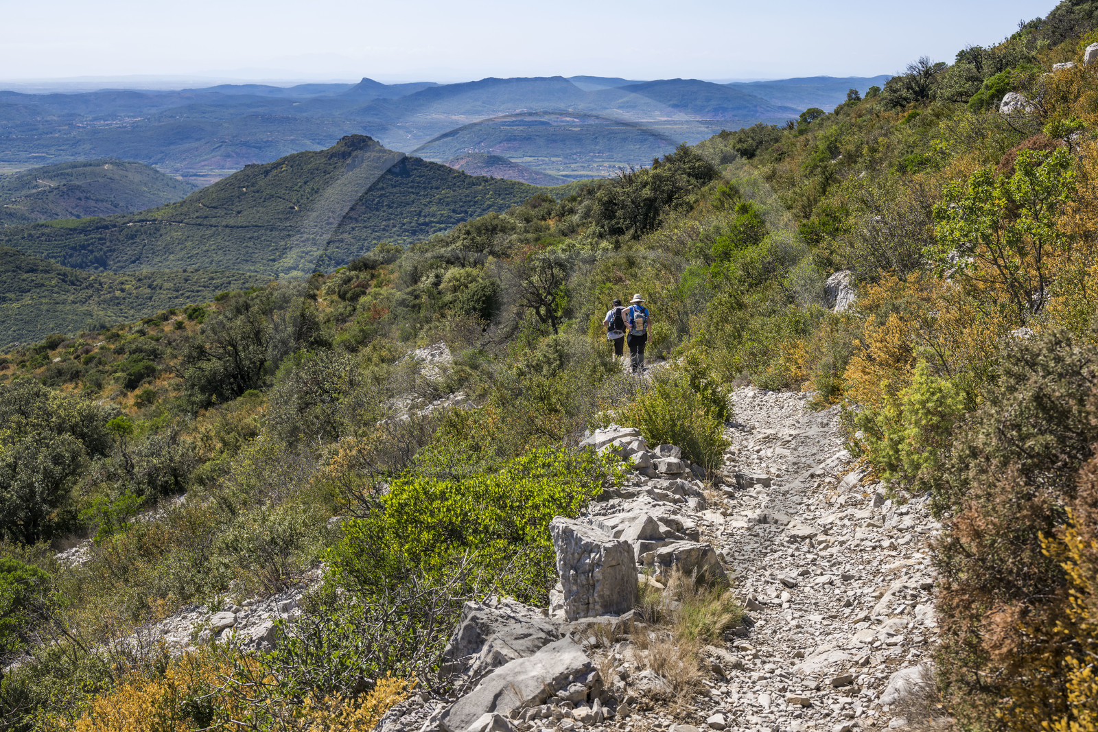 France, Hérault (34), les Causses et les Cévennes, paysage culturel de l'agro-pastoralisme méditerranéen inscrit au Patrimoine Mondial de l'UNESCO, Saint-Privat, randonneurs sur le sentier GR 74 du Mont Saint Baudille en direction de Saint-Guilhem-le-Désert