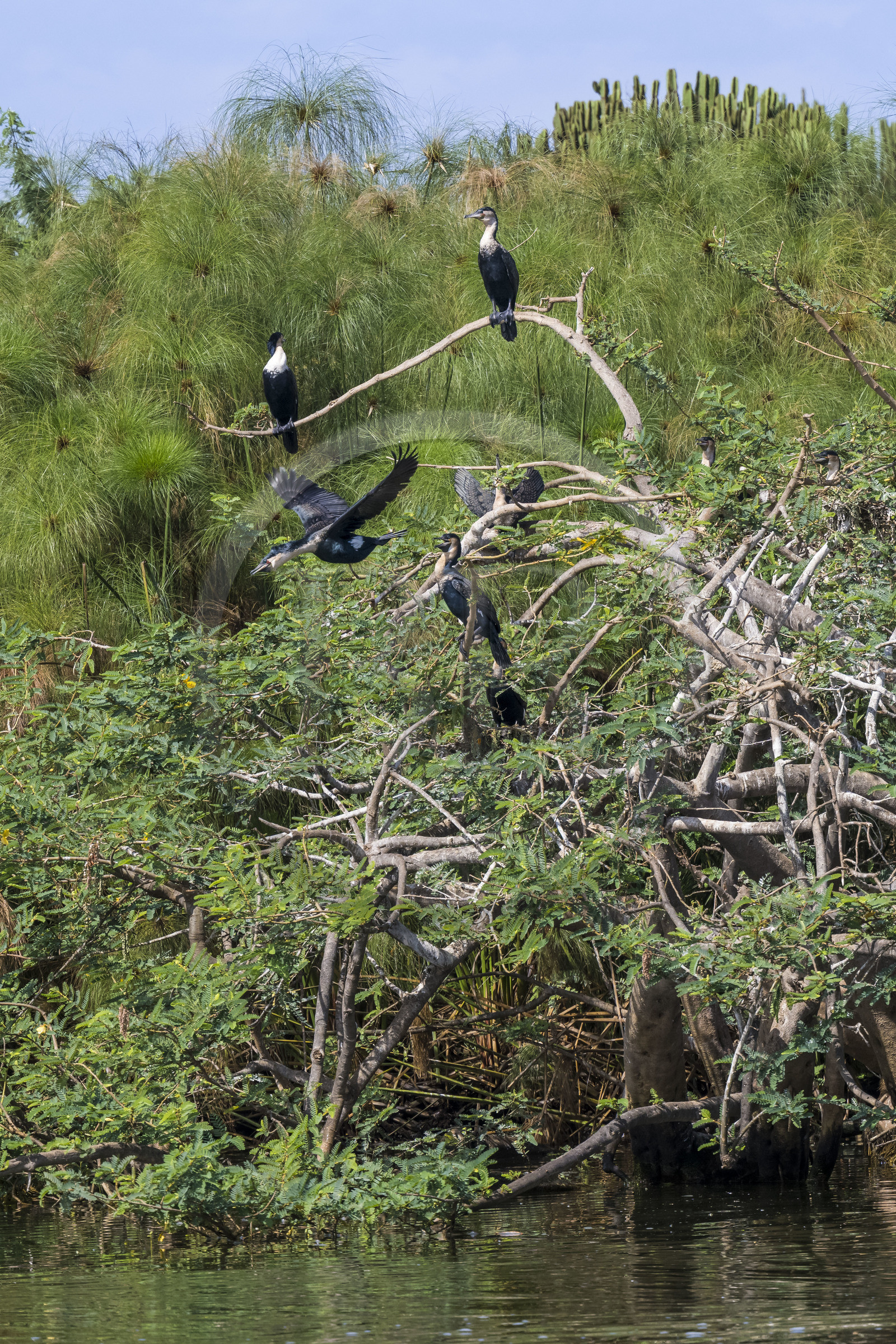 Rwanda, Akagera National Park, Lake Ihema, cormorant taking flight