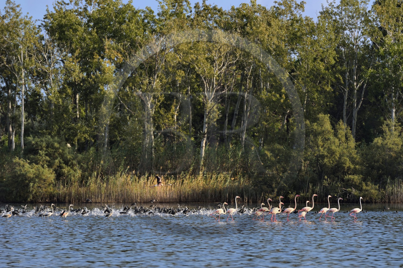 France, Haute-Corse (2B), l'étang de Biguglia (stagnu di Chjurlinu), réserve naturelle de Corse (RNC), Flamants roses (Phoenicopterus roseus) et foulques macroules (Fulica atra)