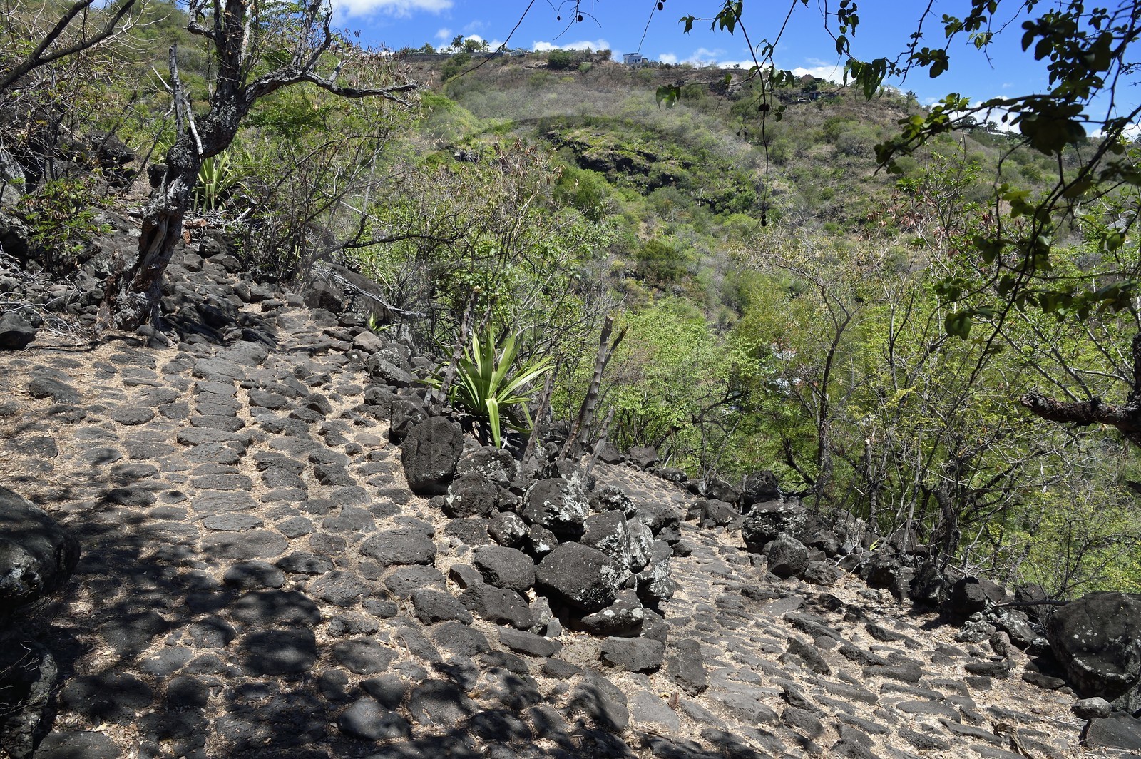 France, Ile de la Reunion, La Possession, le chemin Crémont aussi appelé chemin des Anglais, ancienne route pavé de basalte depuis 1775 qui longe le bord de la falaise de la cote nord-ouest devenu sentier de randonnée