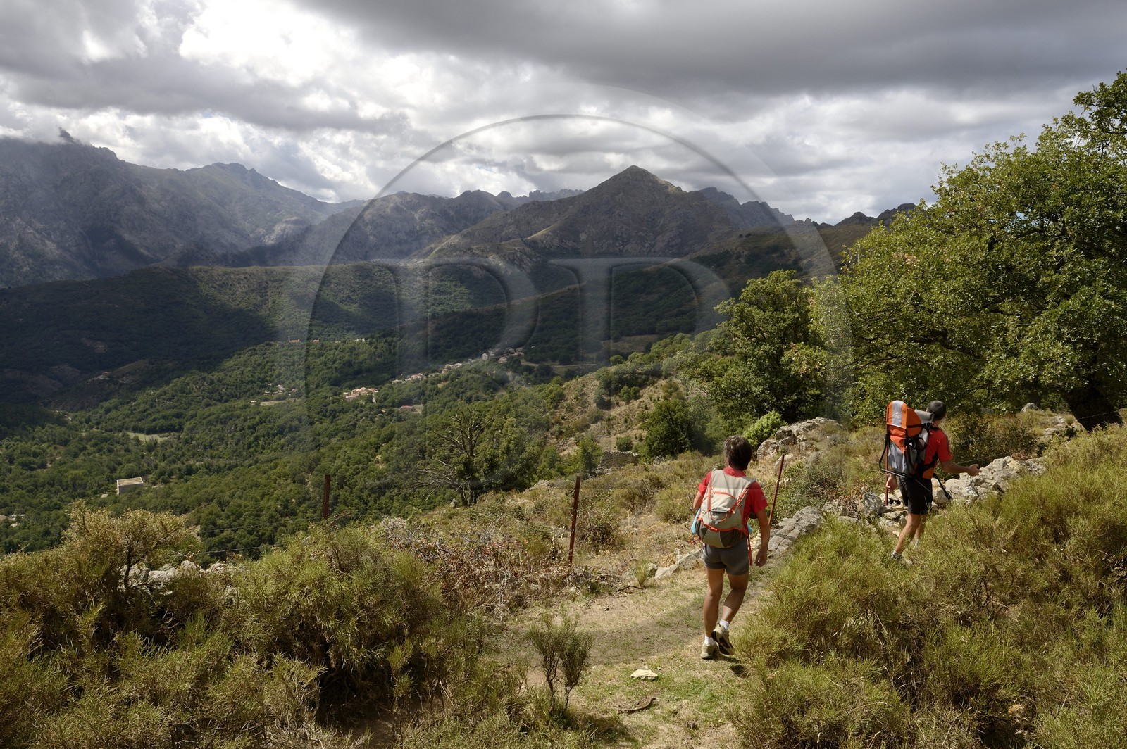France, Haute-Corse (2B), Balagne, vallée du Giussani dans le parc naturel régional, la forêt de Tartagine