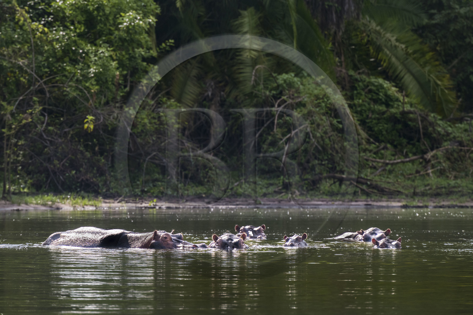 Rwanda, Akagera National Park, Lake Ihema, Hippopotamus (Hippopotamus amphibius)