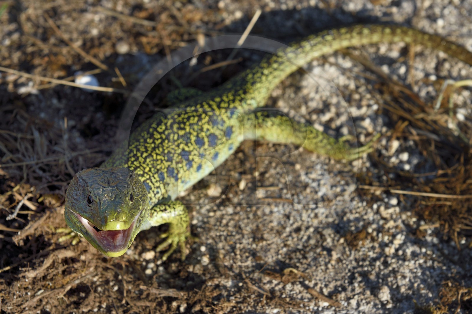 France, Dordogne, Regional Natural Park Périgord Limousin, Perigord Vert, La Rochebeaucourt-et-Argentine village area, Argentine plateau, ocellated lizard (Timon lepidus)
