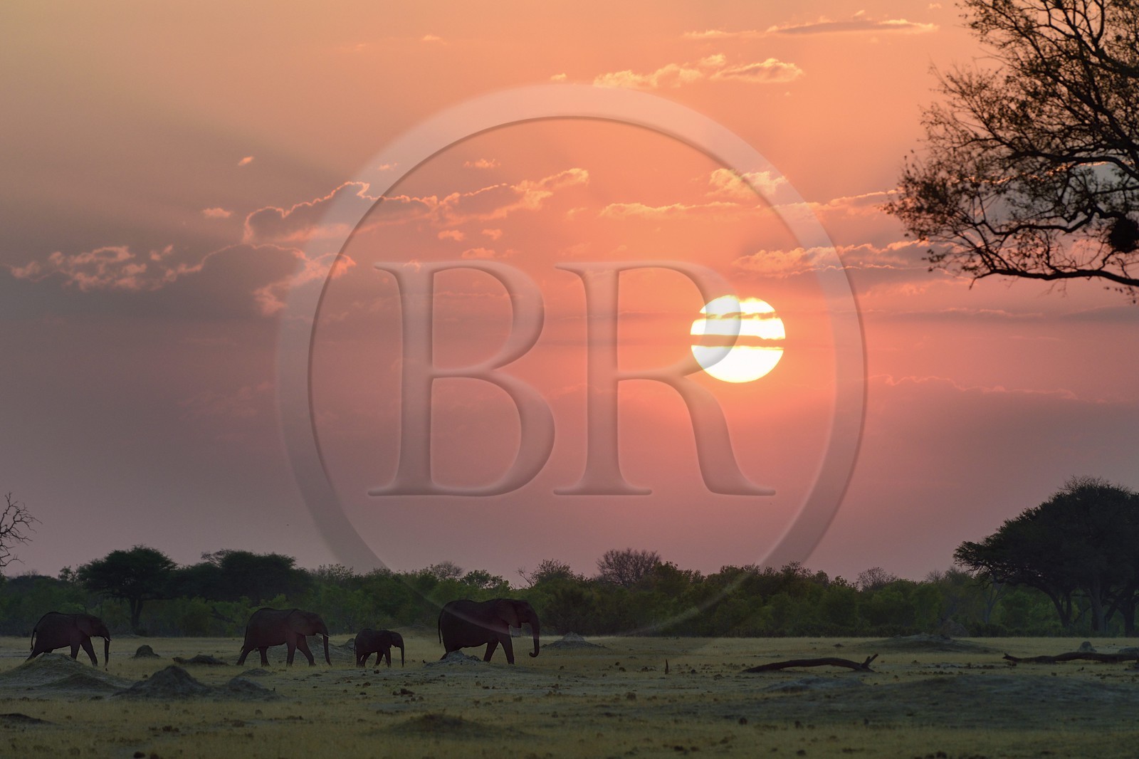 Zimbabwe, province de Matabeleland septentrional, parc national Hwange, éléphants sauvages d'Afrique (Loxodonta africana) dans la savane au coucher de soleil