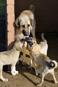 Namibie, Otjiwarongo, Cheetah Conservation Fund, centre de recherche et d'éducation, le Livestock Guarding Dog Program (programme chien de garde du bétail) du CCF a été très efficace pour réduire les taux de prédation et ainsi aussi l'inclinaison des agriculteurs à piéger ou tirer sur des guépards, élevage de chien Berger d'Anatolie aussi connu sous le nom de Kangal