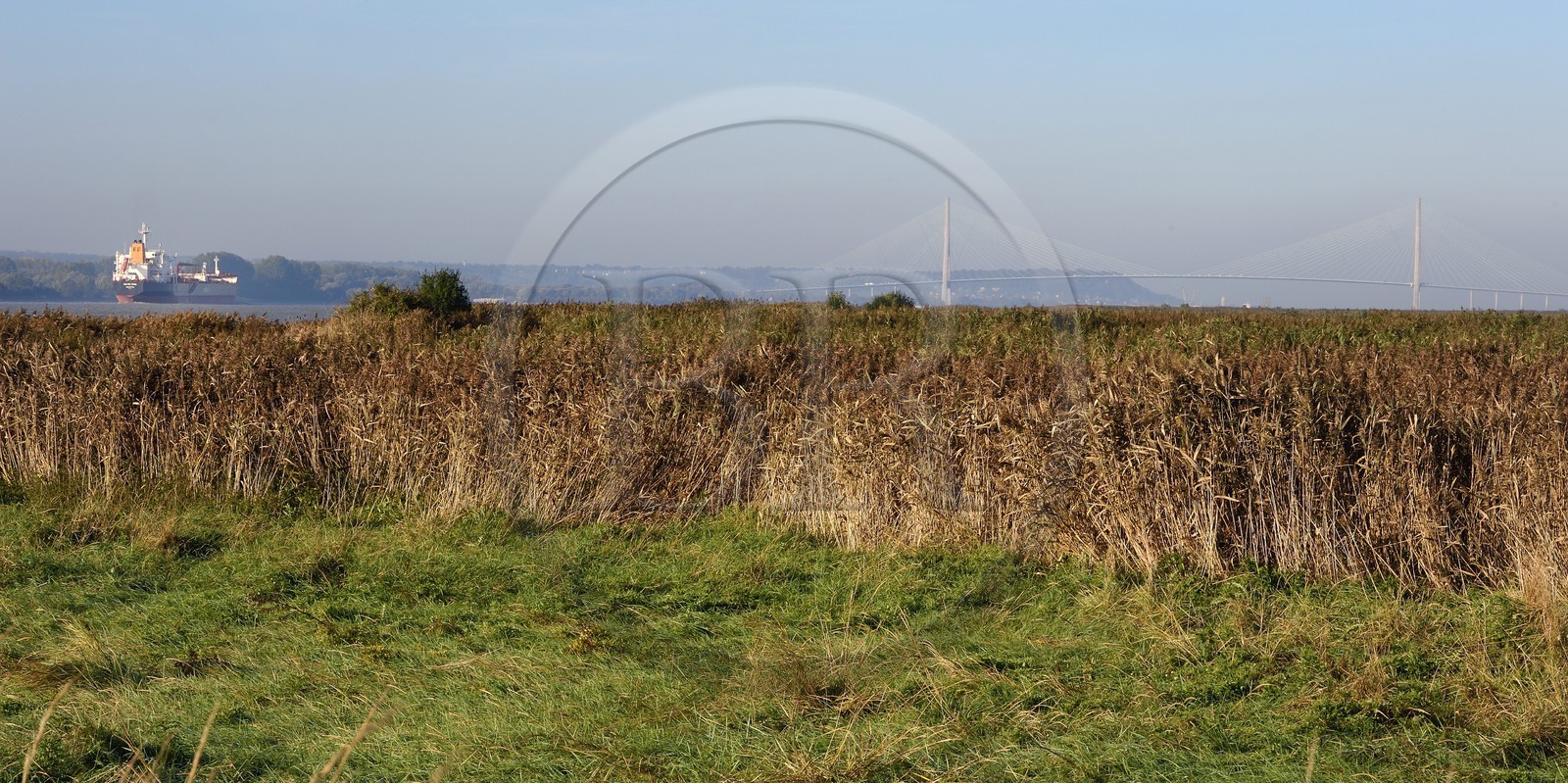 France, Seine-Maritime (76), Réserve Naturelle de l'estuaire de la Seine, cargo descendant la Seine depuis Rouen, la roselière en premier plan et le pont de Normandie en arrière plan