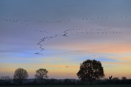 France, Indre (36), le Berry, parc naturel régional de la Brenne, Rosnay, étang de la Mer Rouge, grue cendrée (grus grus), vol au coucher de soleil