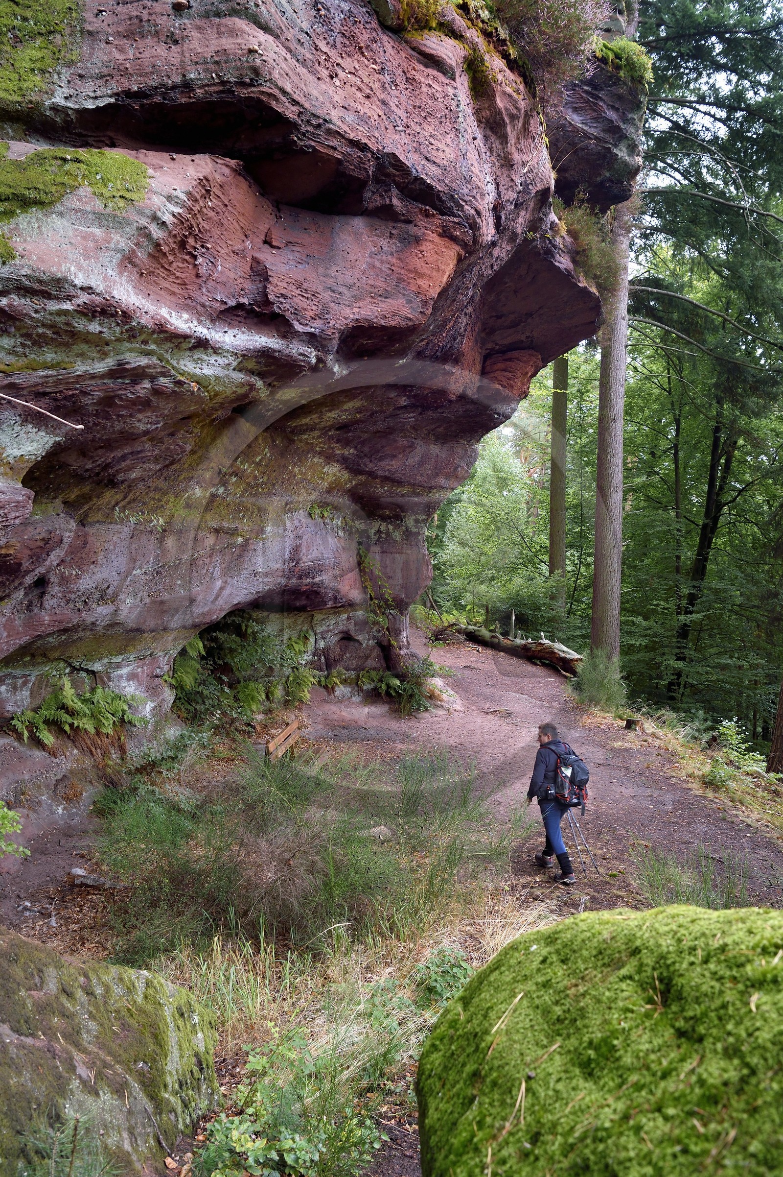 France, Bas-Rhin (67), Parc Naturel régional des Vosges du Nord, La Petite Pierre, randonneuse sur le sentier des Trois Roches au Rocher des Païens