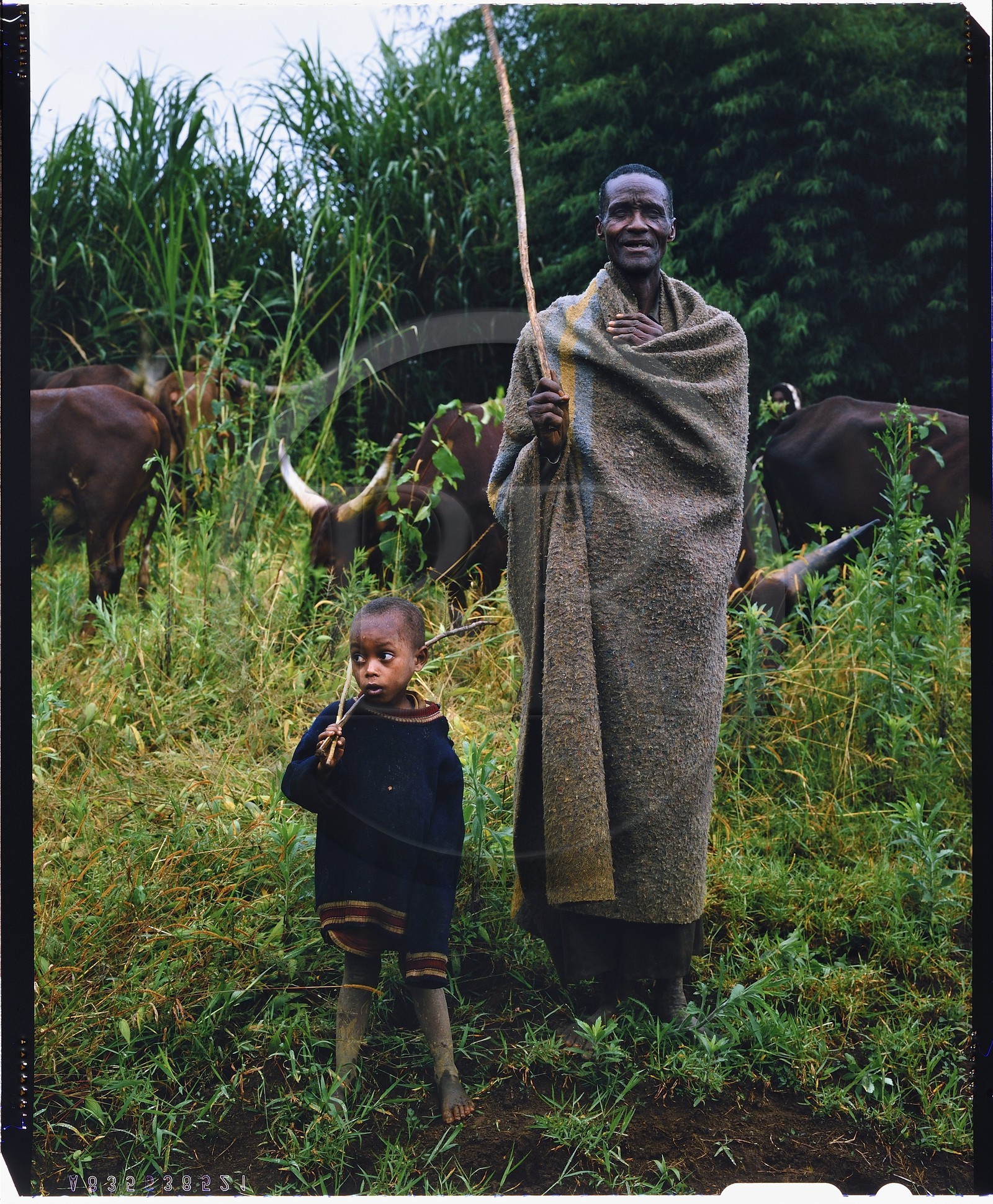 Burundi, province de Bujumbura, région d'Ijenda, vacher Tutsi, les Tutsi sont traditionnellement des éleveurs de vache, la vache est pour eux un animal quasiment sacré et représente l'essentiel de leur fortune avec la terre qui leur appartenait jusqu'en 1976, les vaches servent notamment au payement de la dote, lors des cérémonies il était de bon ton pour les femmes de porter de lourds bracelets aux chevilles et aux bras afin d'avoir l'élégante démarche de la vache (reproduction plan-film inversible 4x5)
