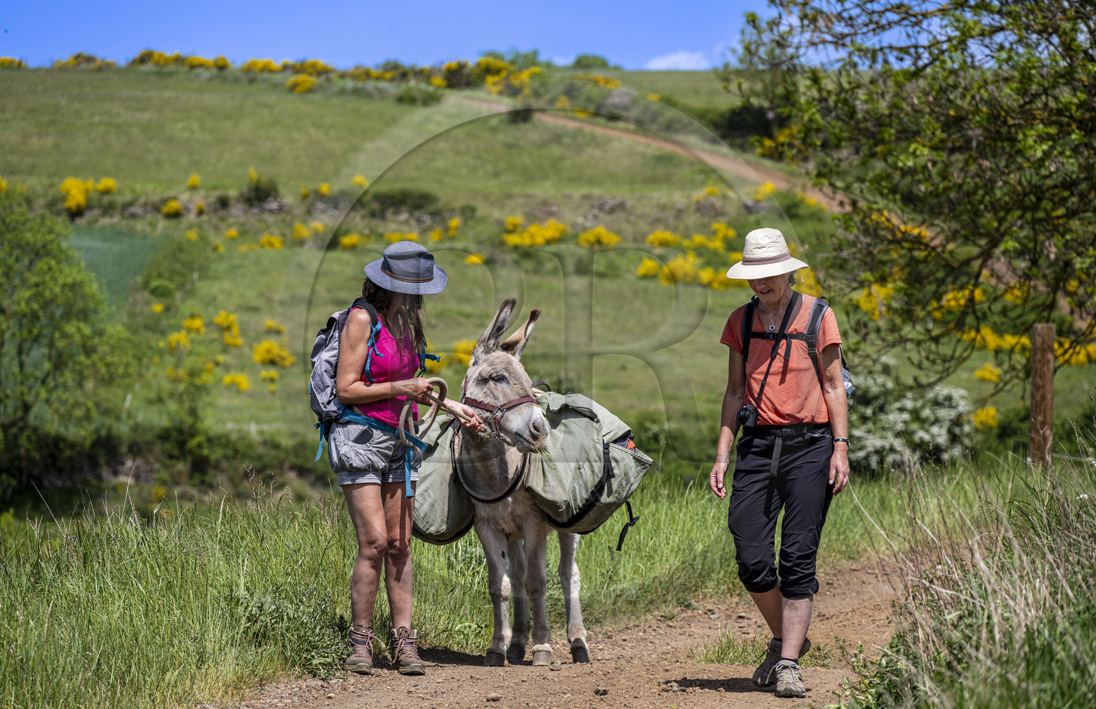 France, Haute-Loire (43), randonnée avec un âne sur le chemin de Stevenson (GR 70) entre Le Monastier-sur-Gazeille et Saint-Martin-de-Fugères